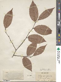 Zelkova serrata image