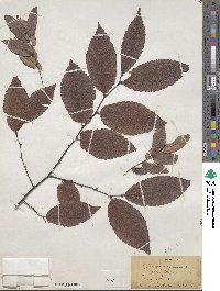 Zelkova serrata image