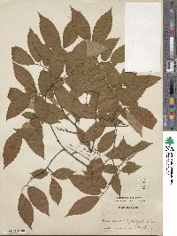 Zelkova serrata image