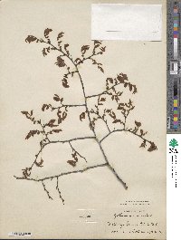 Zelkova serrata image