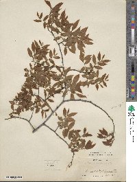 Zelkova serrata image