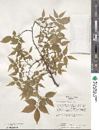 Zelkova serrata image