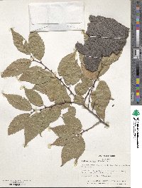 Zelkova serrata image