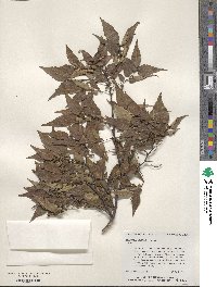 Zelkova serrata image