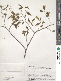 Zelkova serrata image