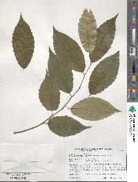 Zelkova serrata image