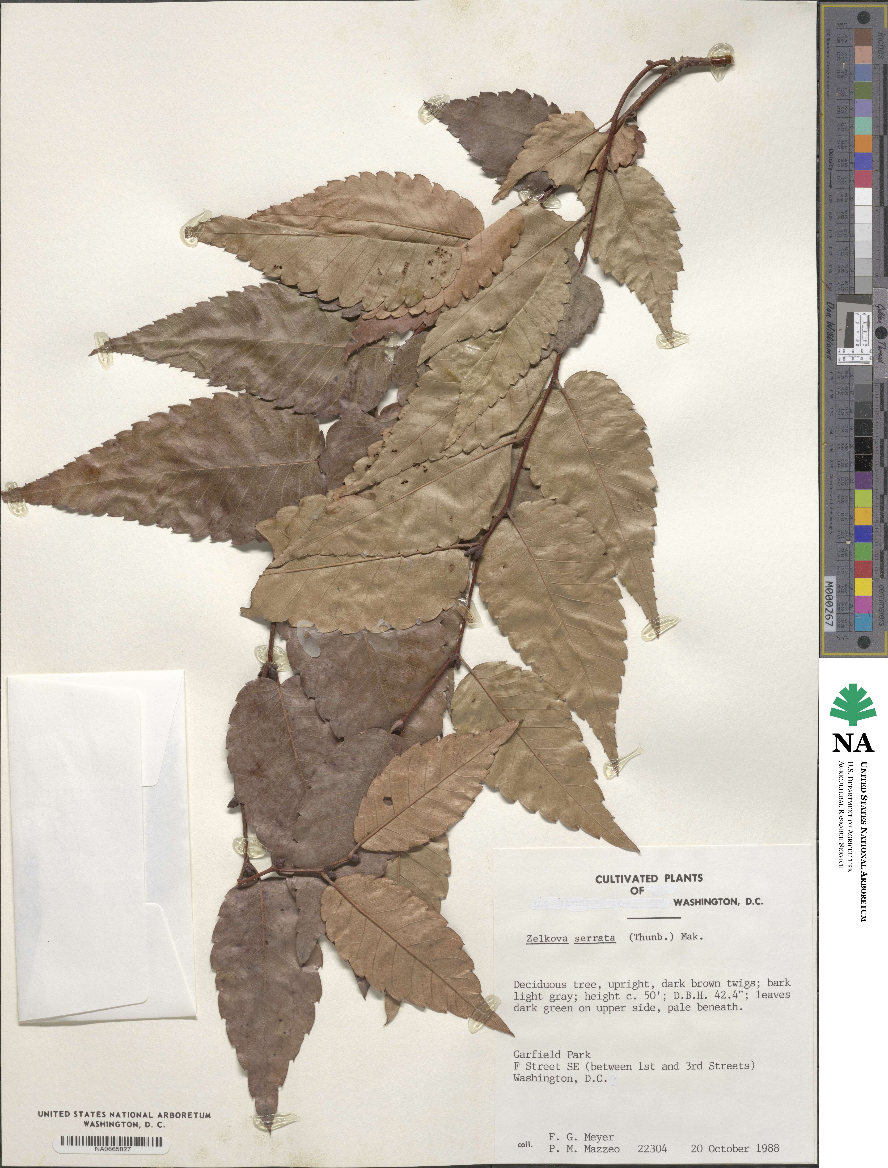 Zelkova serrata image