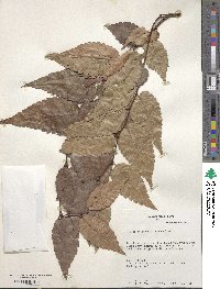 Zelkova serrata image