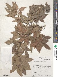 Zelkova serrata image