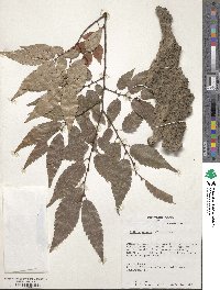 Zelkova serrata image