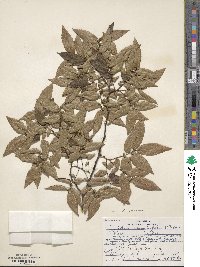 Zelkova serrata image