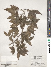 Zelkova serrata image