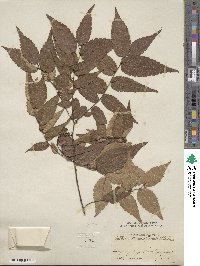 Zelkova serrata image