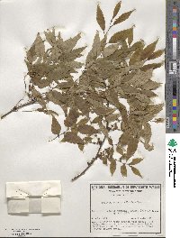 Zelkova serrata image