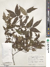 Zelkova serrata image