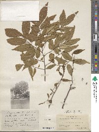 Zelkova serrata image