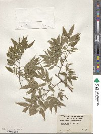 Zelkova serrata image