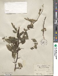 Hemiptelea davidii image