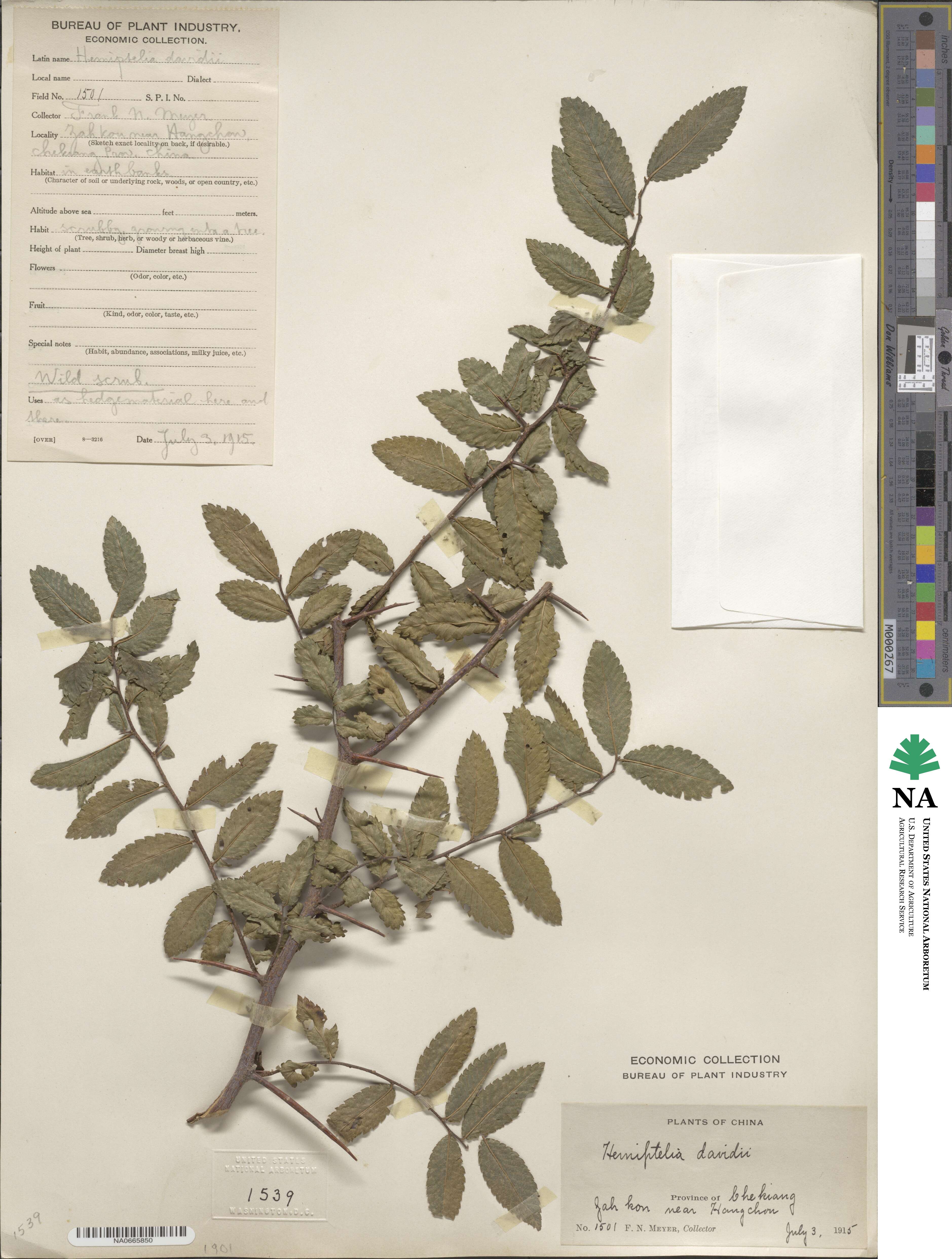 Hemiptelea davidii image