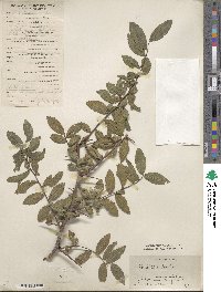 Hemiptelea davidii image