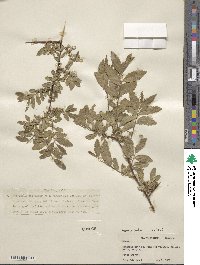 Hemiptelea davidii image