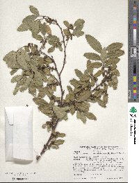 Hemiptelea davidii image