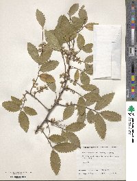 Hemiptelea davidii image