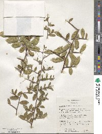 Hemiptelea davidii image