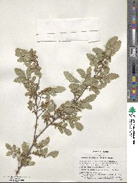 Hemiptelea davidii image