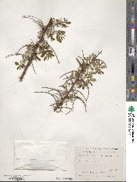 Hemiptelea davidii image