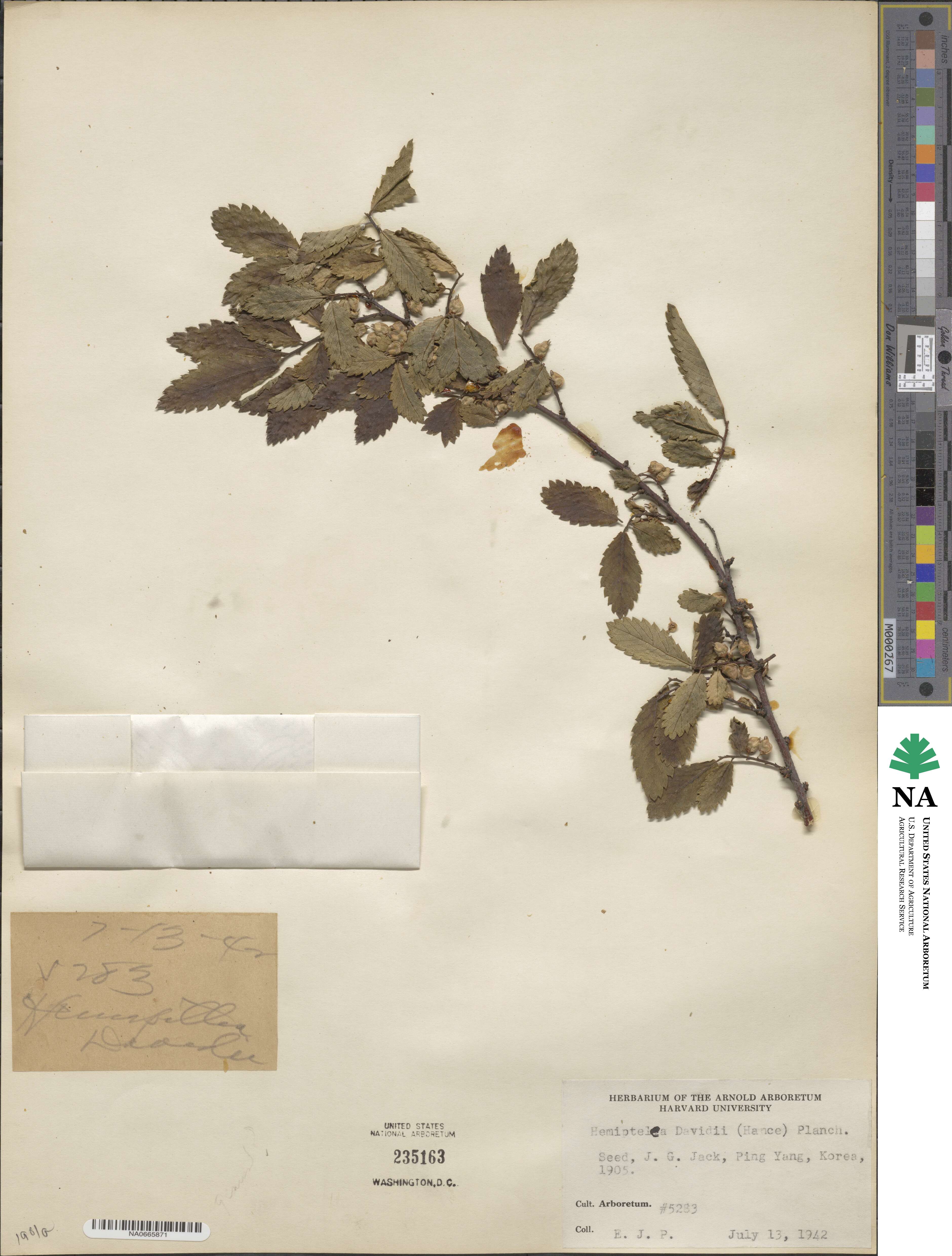 Hemiptelea image