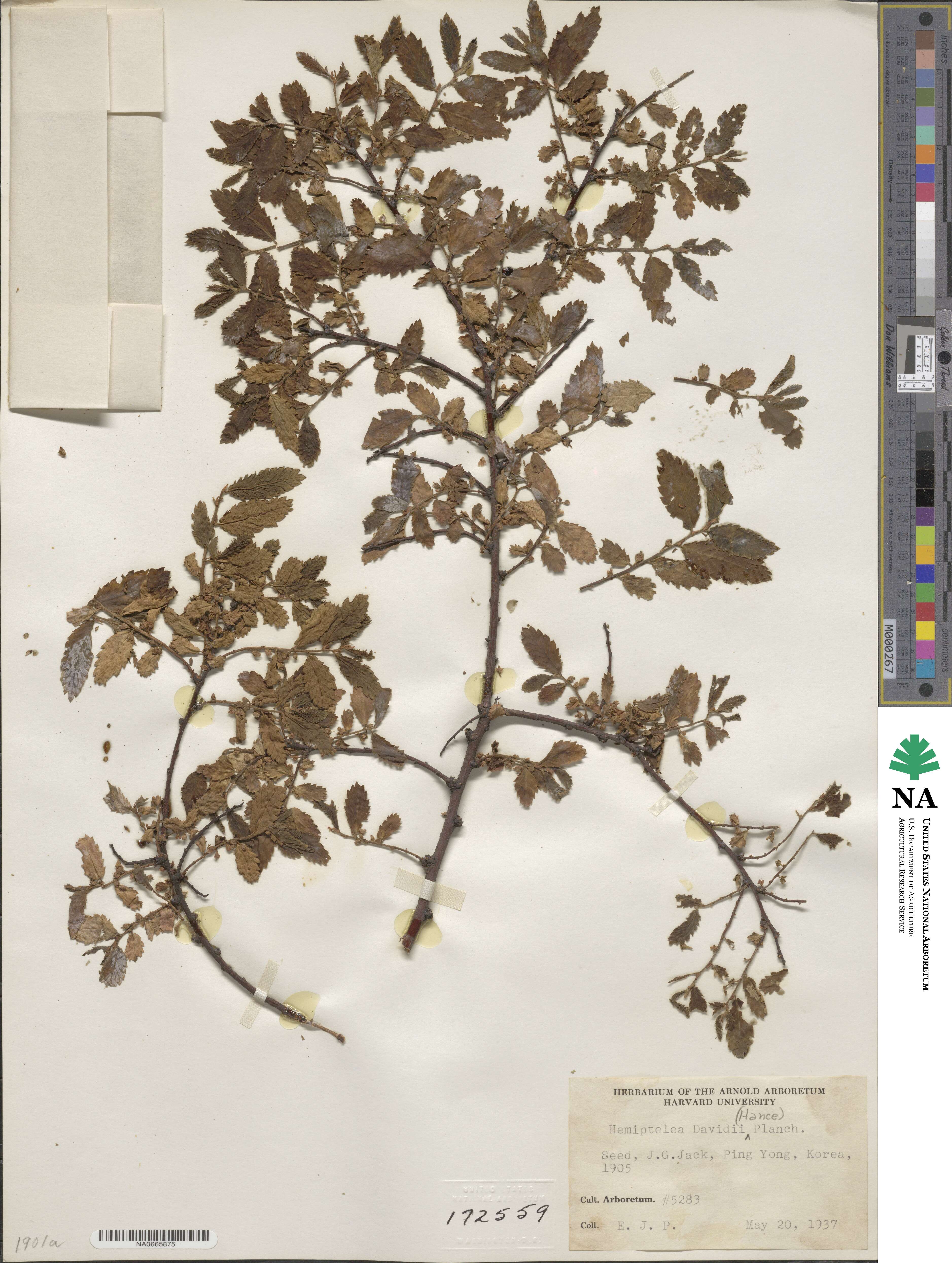 Hemiptelea davidii image