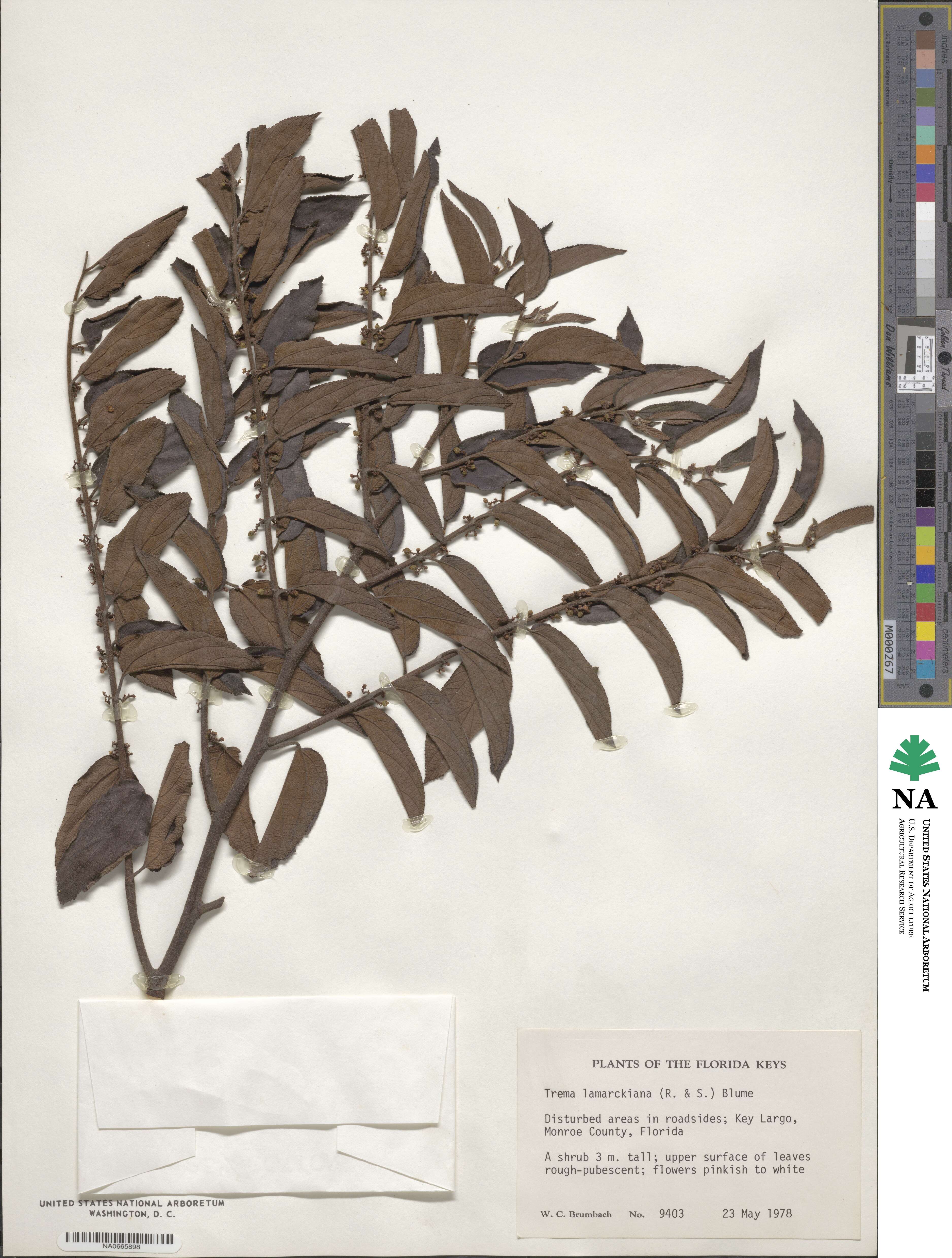 Trema lamarckiana image