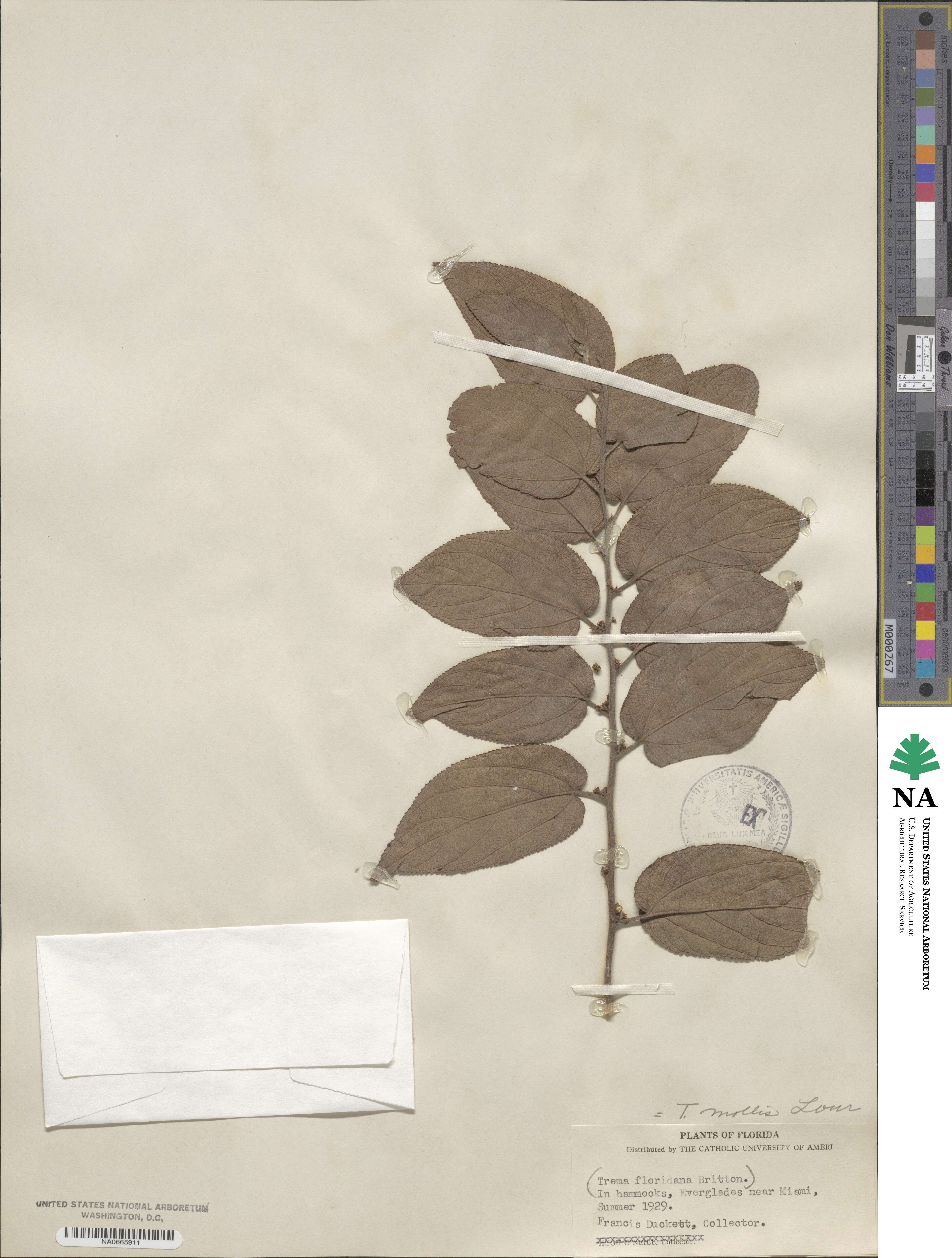 Trema micrantha image