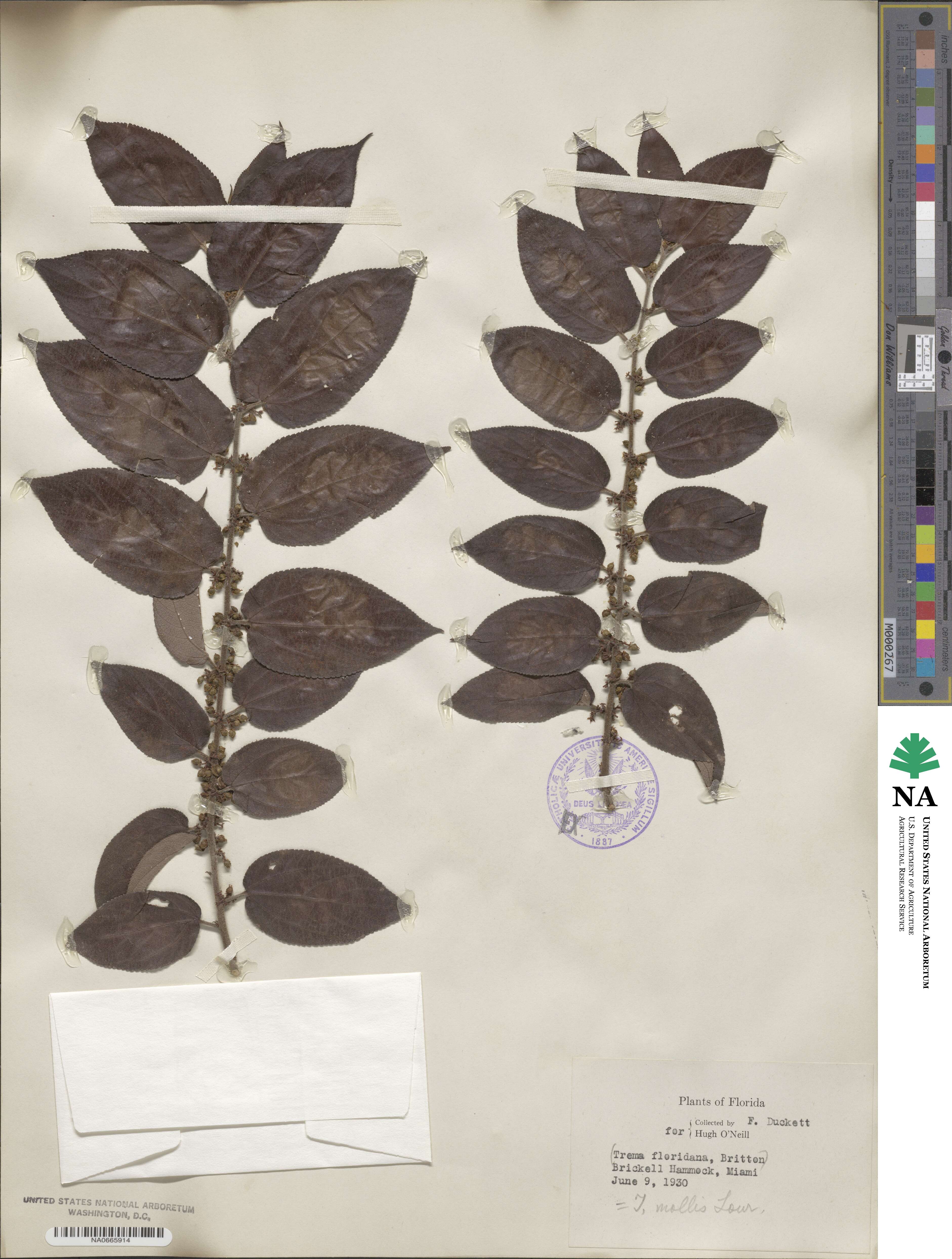 Trema micrantha image