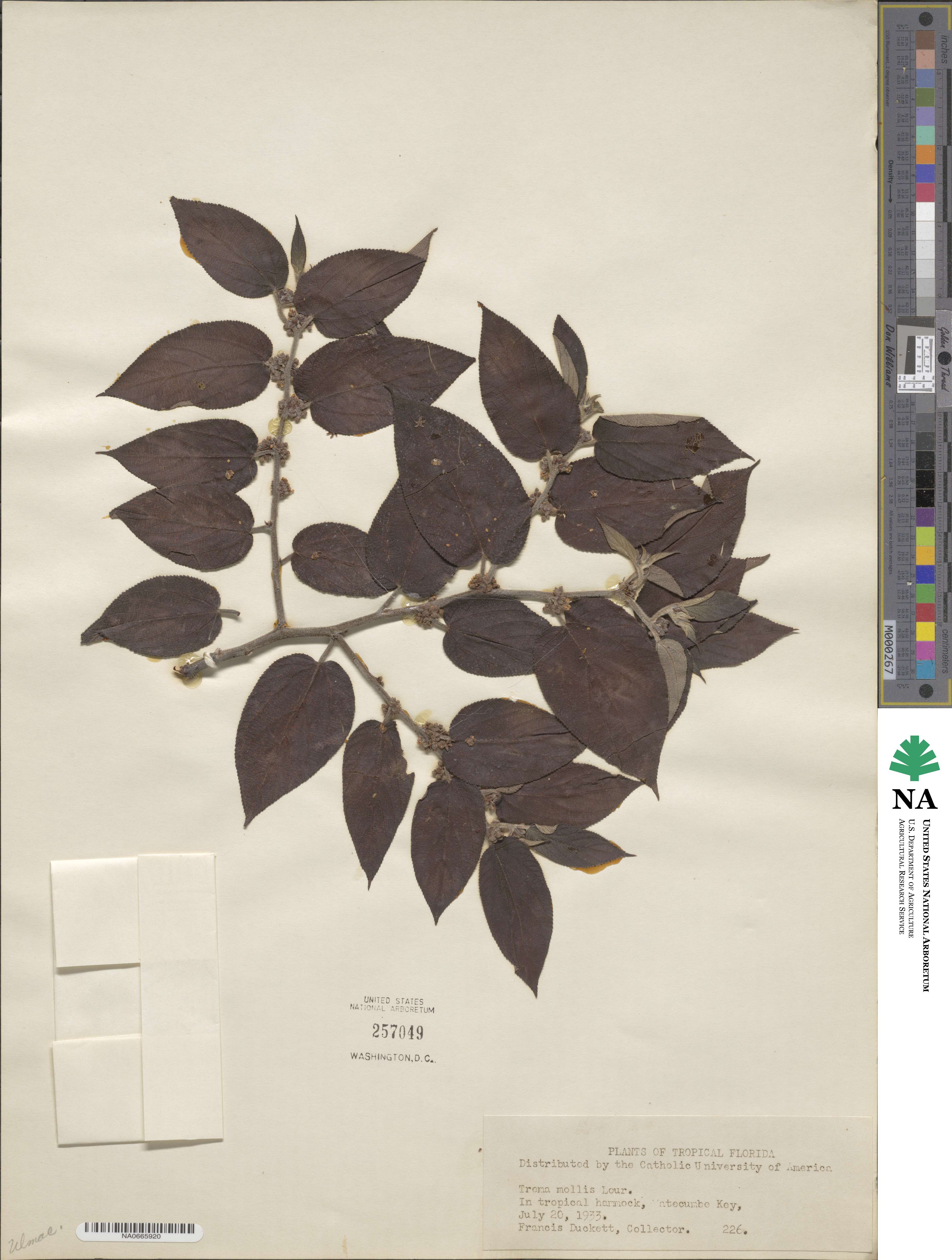Trema micrantha image