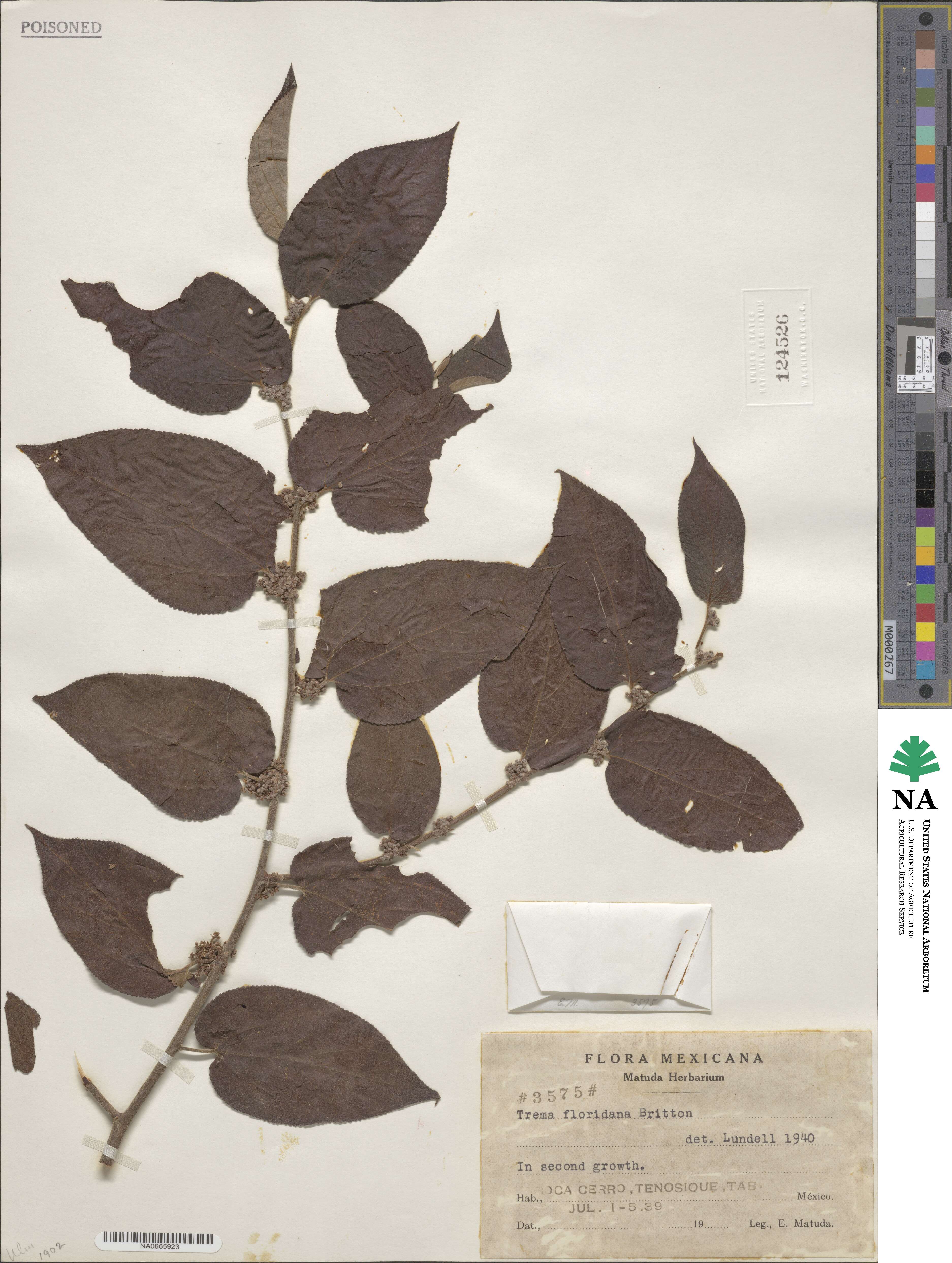 Trema micrantha image