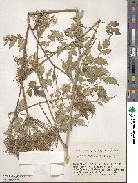 Angelica polymorpha image