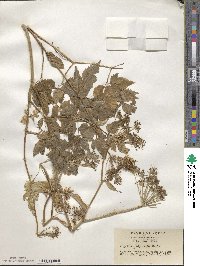 Angelica polymorpha image