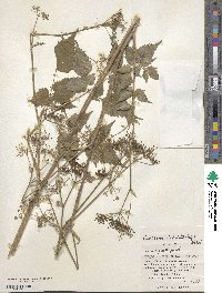 Angelica japonica image