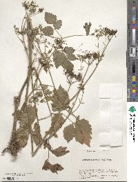 Angelica japonica image