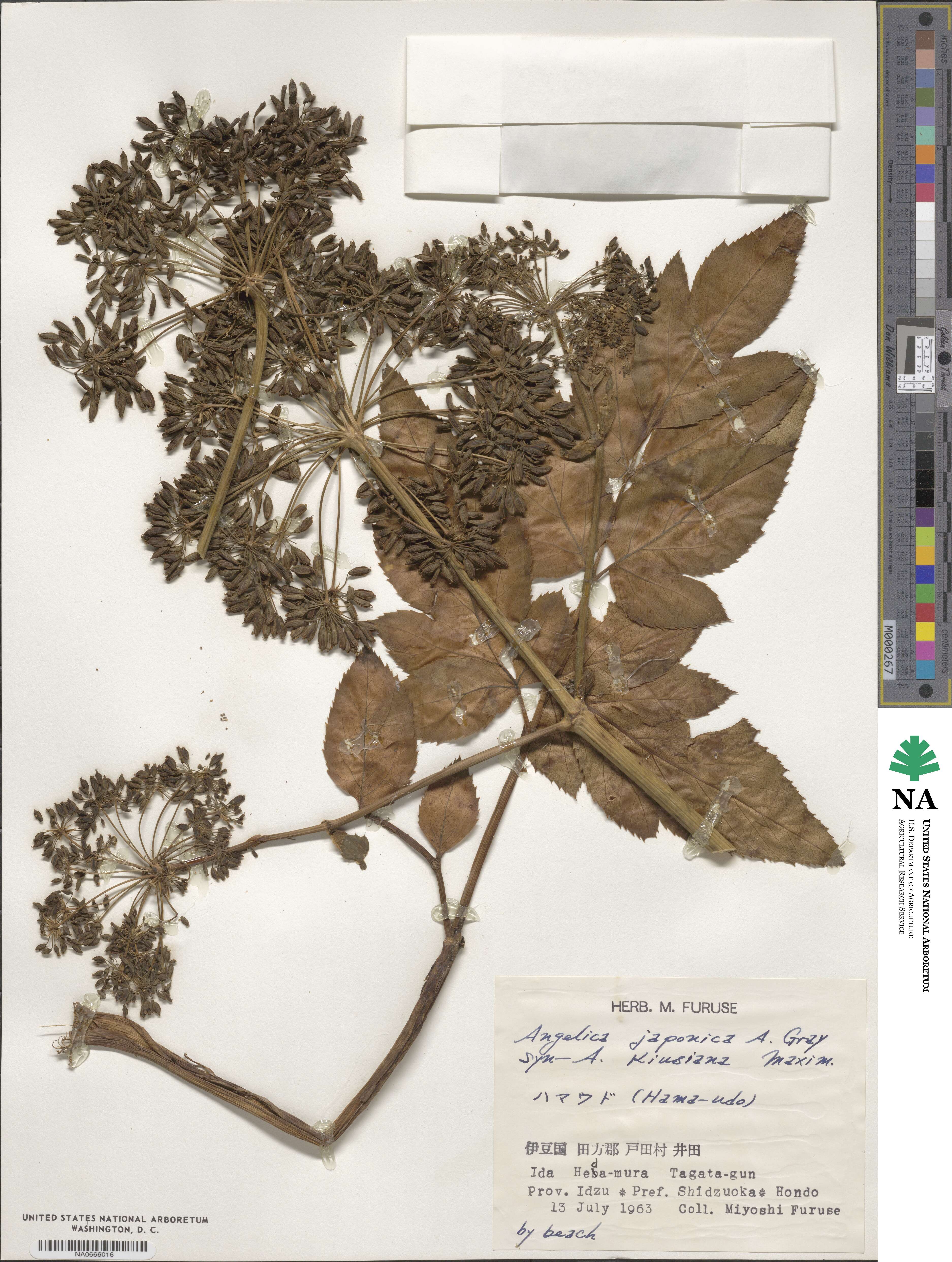 Angelica japonica image