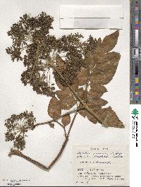 Angelica japonica image