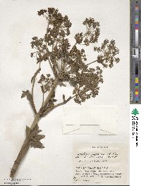 Angelica japonica image