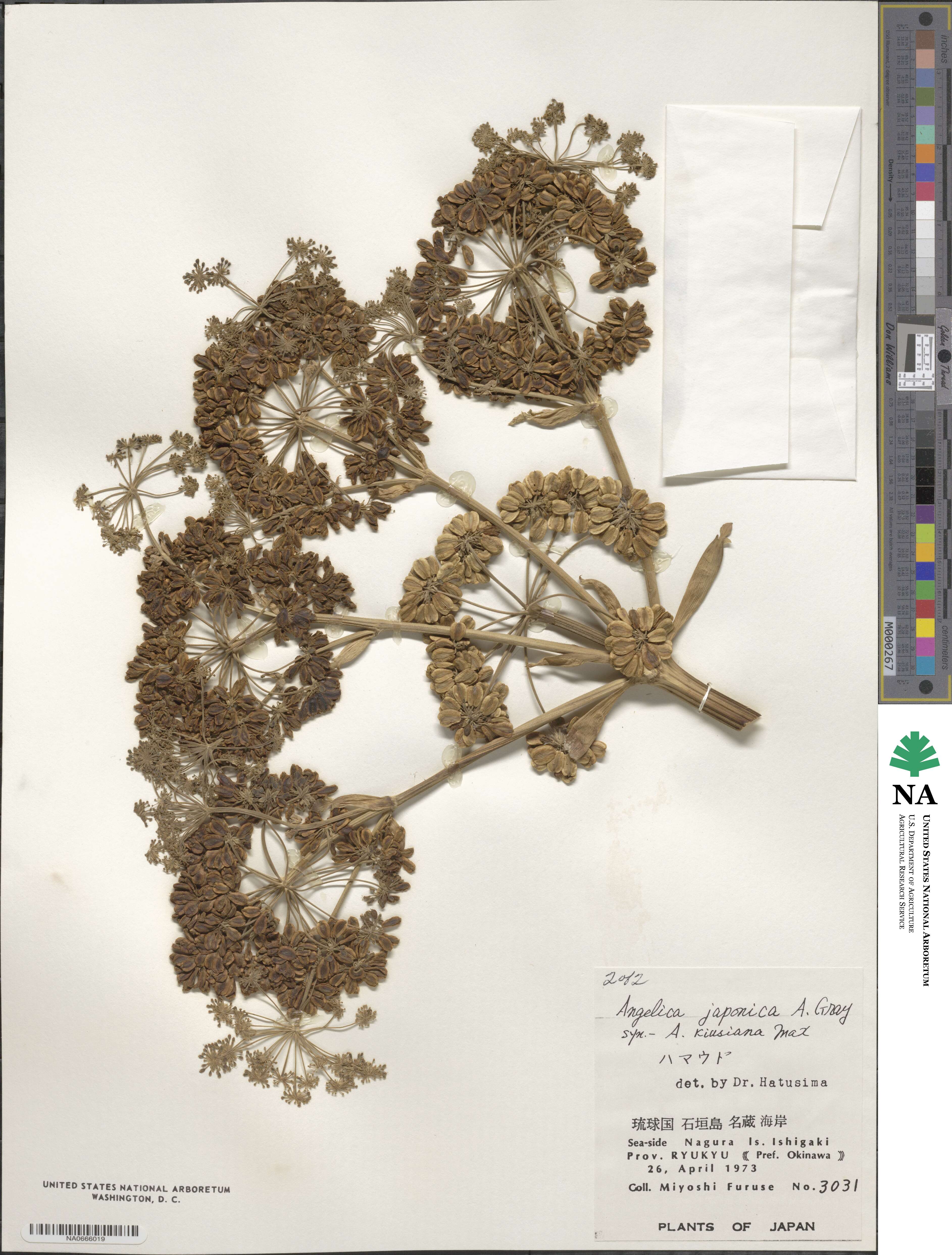 Angelica japonica image