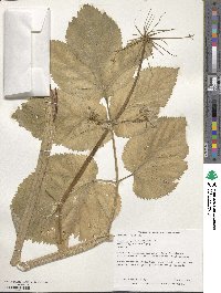 Angelica archangelica image