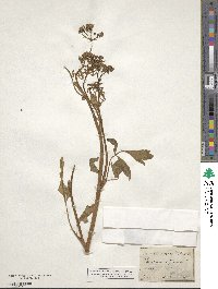 Levisticum officinale image