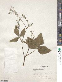 Levisticum officinale image