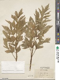 Levisticum officinale image