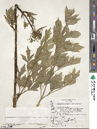 Levisticum officinale image